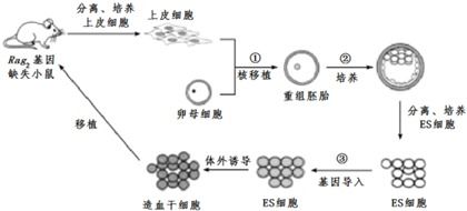 基因治療技術流程中的卵母細胞核去除與非常規水源利用技術研發